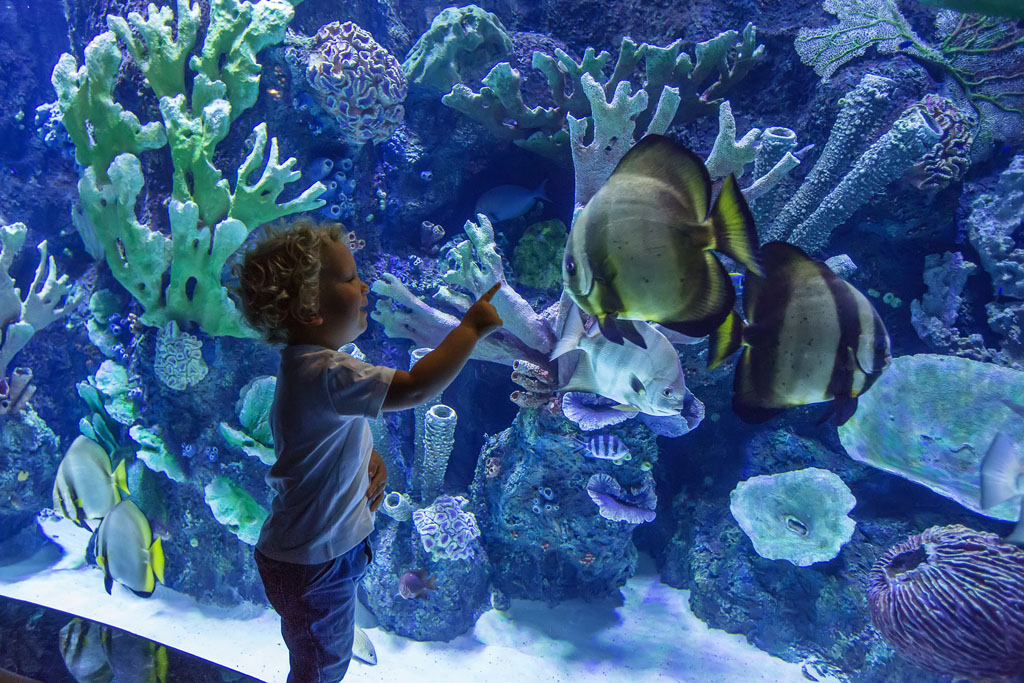 Aquarium tunnel with marine life
